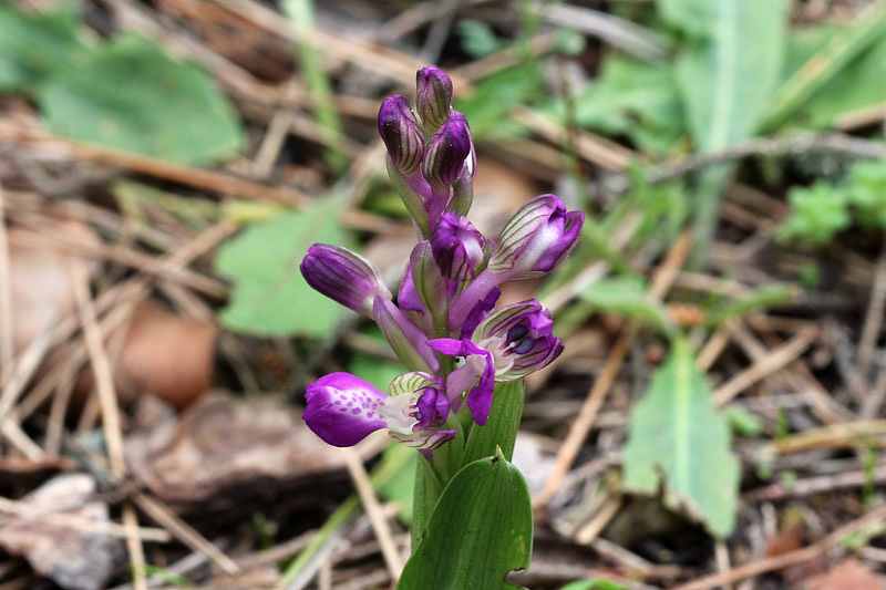 Anacamptis morio subsp. picta (Loisel.) Jacquet & Scappat.